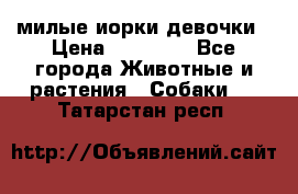 милые иорки девочки › Цена ­ 15 000 - Все города Животные и растения » Собаки   . Татарстан респ.
